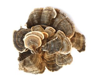 Organic Whole Turkey Tail Mushroom